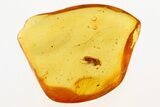 Detailed Fossil False Flower Beetle (Scraptiidae) in Baltic Amber #272684-1